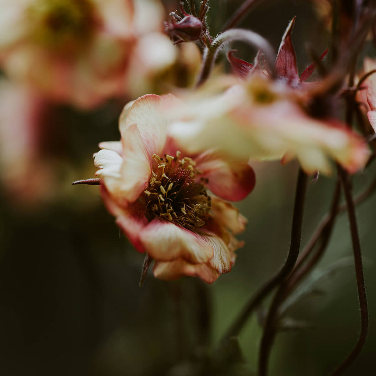 Embracing Spring Renewal: A Journey through Kapha Season