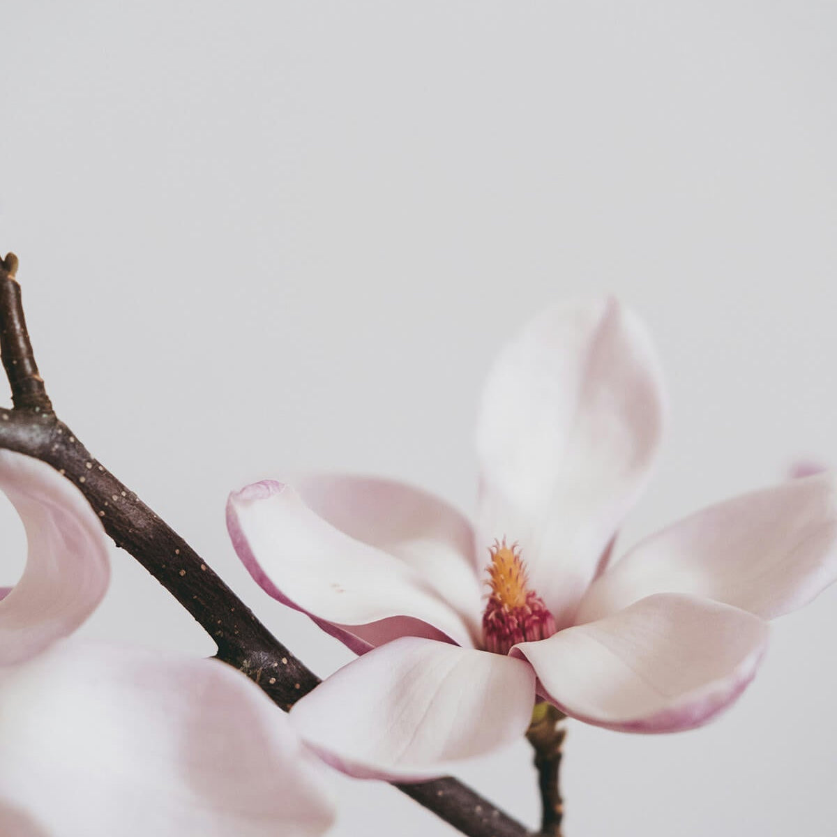 Embracing Spring Renewal: A Journey through Kapha Season