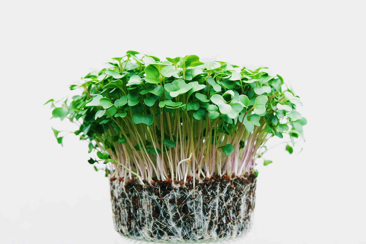 5 Powerful Ayurvedic Foods That Feed Your Brainpower