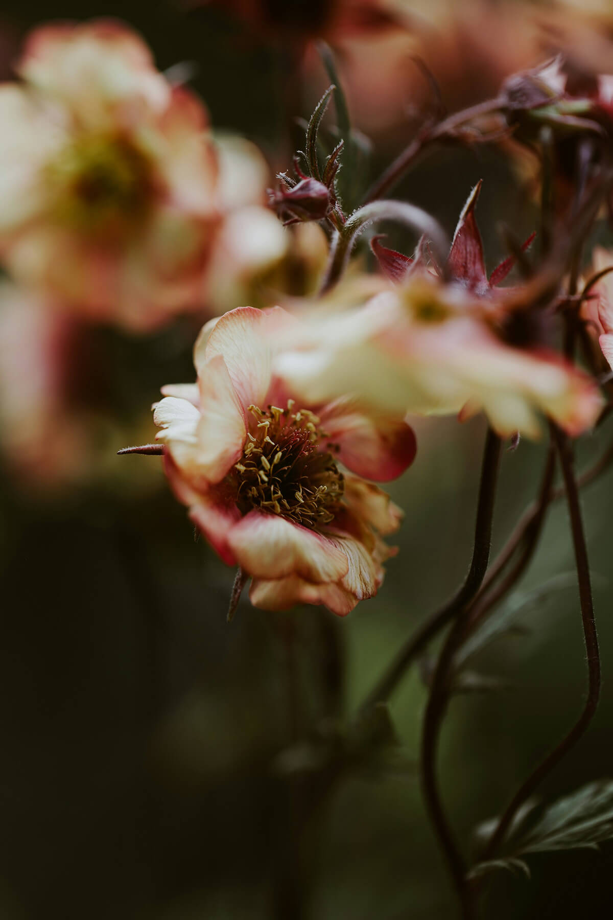 Embracing Spring Renewal: A Journey through Kapha Season 