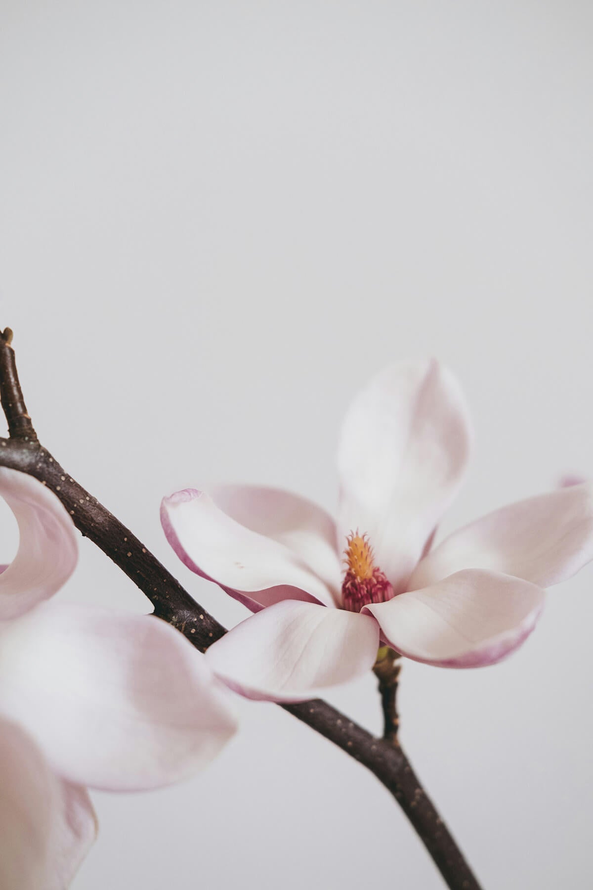 Embracing Spring Renewal: A Journey through Kapha Season