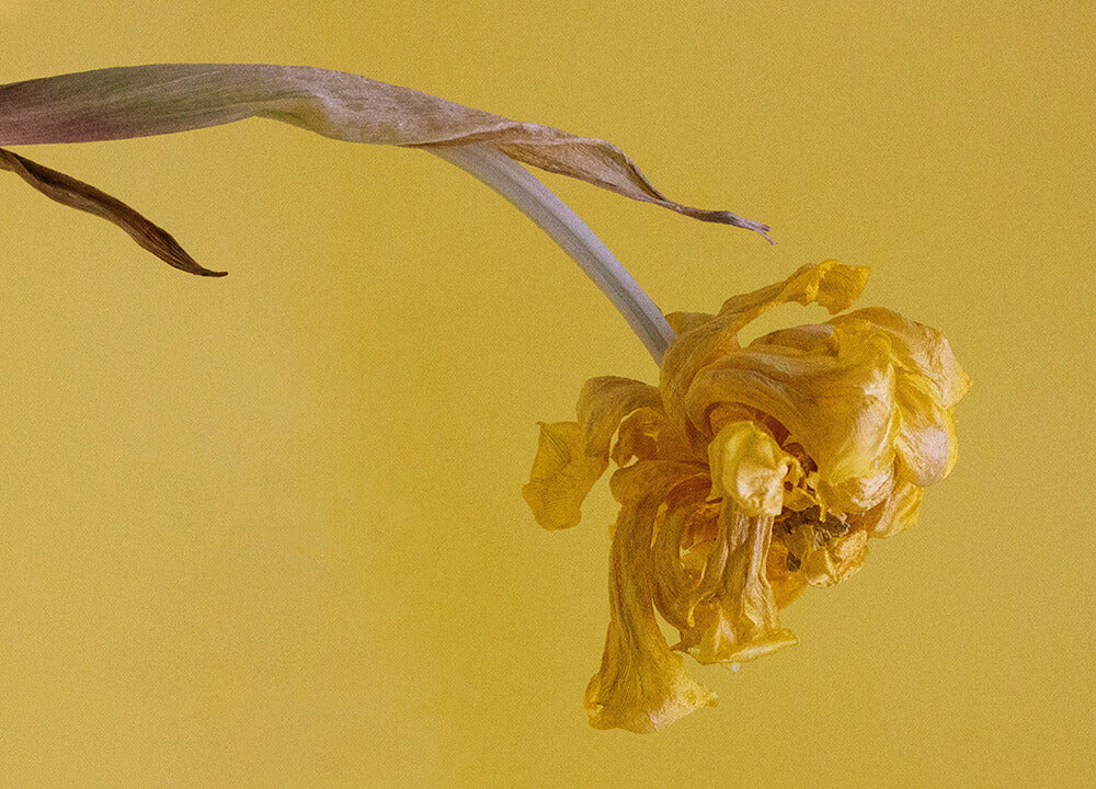 The 5 Pillars of Holistic Health